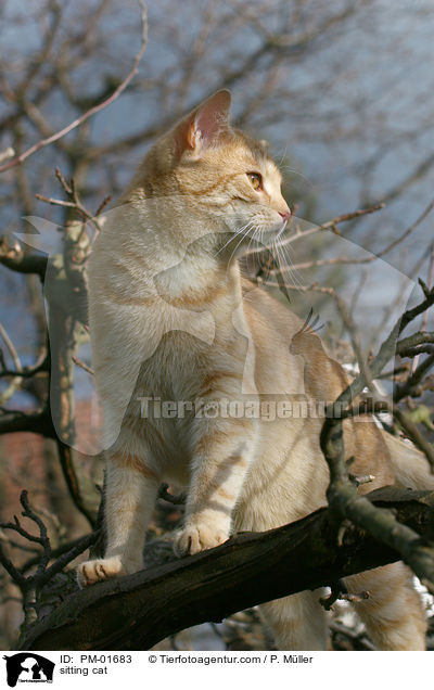 sitting cat / PM-01683