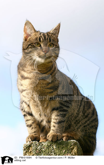 sitting cat / PM-01684