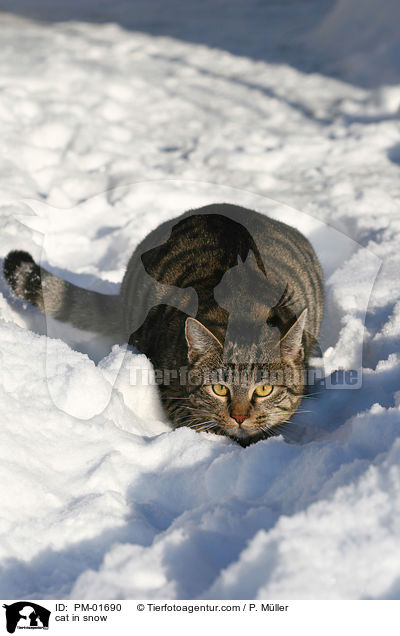 cat in snow / PM-01690