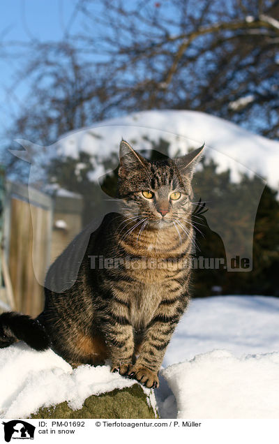 cat in snow / PM-01692