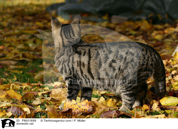 domestic cat / PM-01699