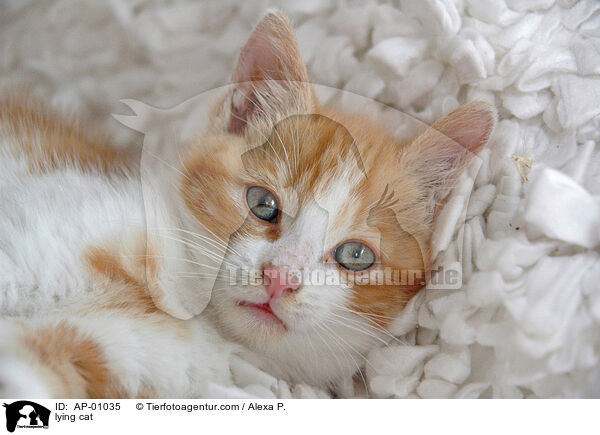 lying cat / AP-01035