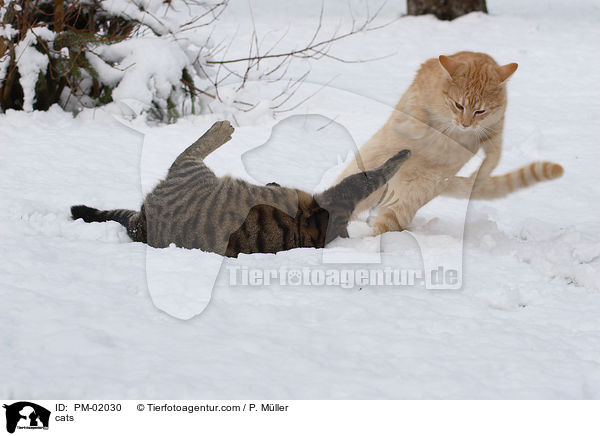 Katzen / cats / PM-02030