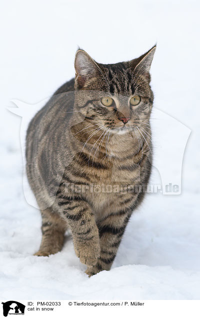 cat in snow / PM-02033