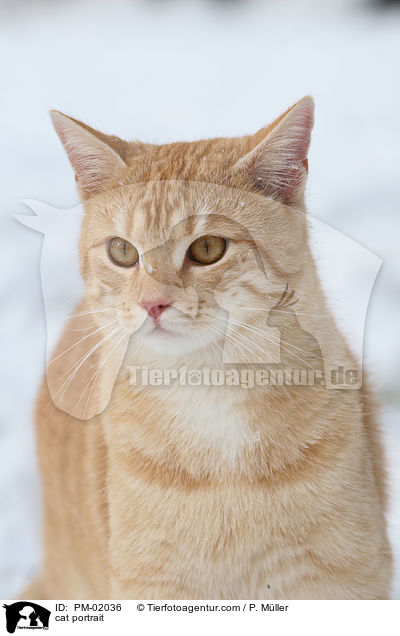 Katze im Portrait / cat portrait / PM-02036