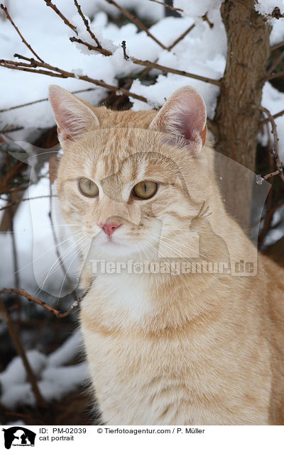 Katze im Portrait / cat portrait / PM-02039