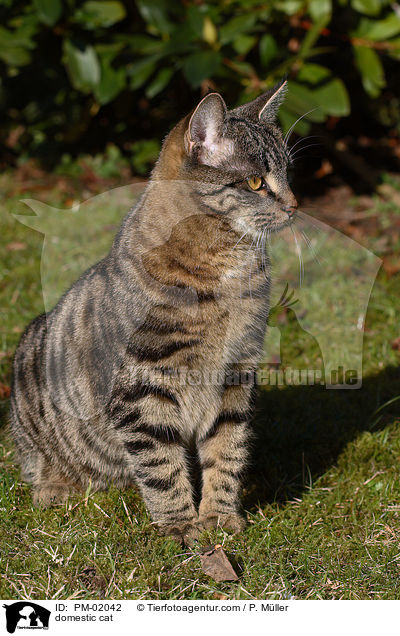 Hauskatze / domestic cat / PM-02042