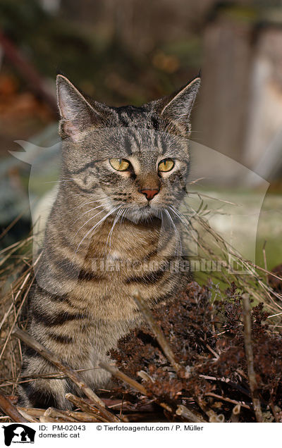 Hauskatze / domestic cat / PM-02043