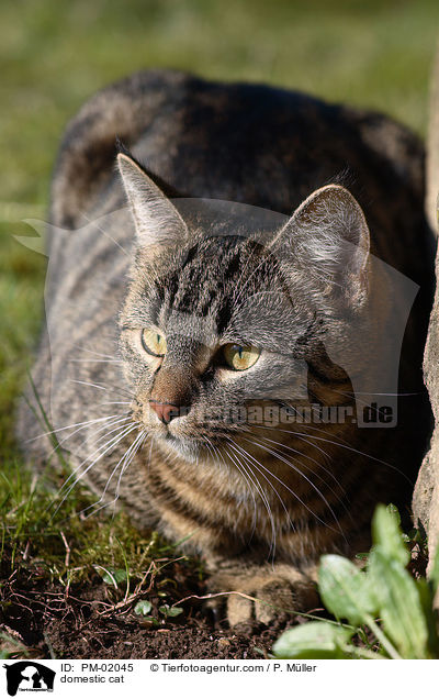 Hauskatze / domestic cat / PM-02045