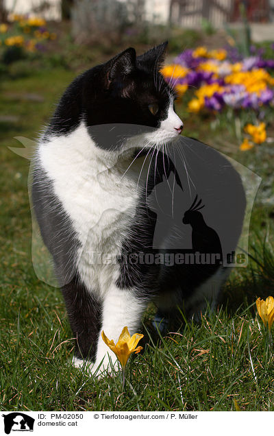 Hauskatze / domestic cat / PM-02050