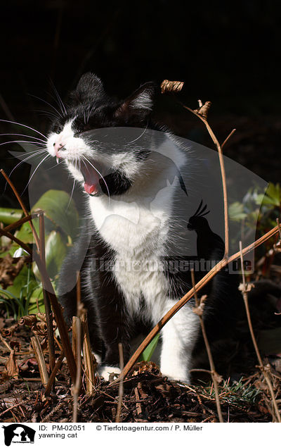 ghnende Katze / yawning cat / PM-02051