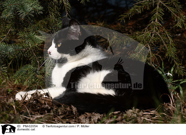 Hauskatze / domestic cat / PM-02054