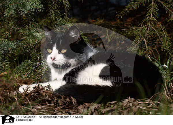 Hauskatze / domestic cat / PM-02055