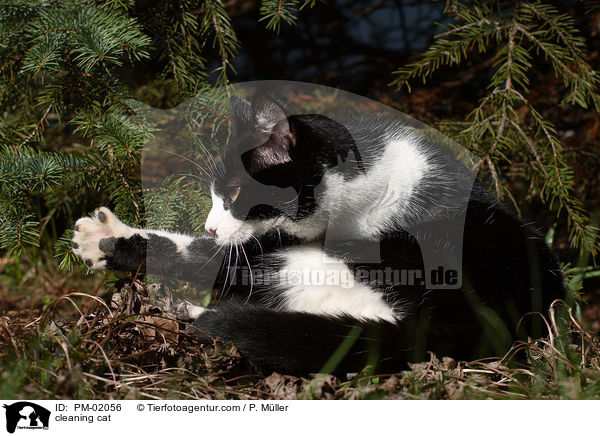 sich putzende Katze / cleaning cat / PM-02056