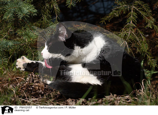 sich putzende Katze / cleaning cat / PM-02057