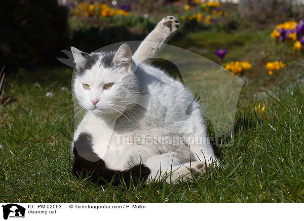 cleaning cat / PM-02063
