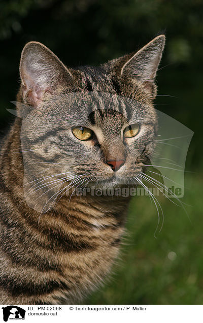 Hauskatze / domestic cat / PM-02068
