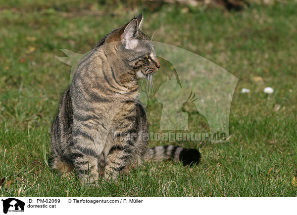 Hauskatze / domestic cat / PM-02069
