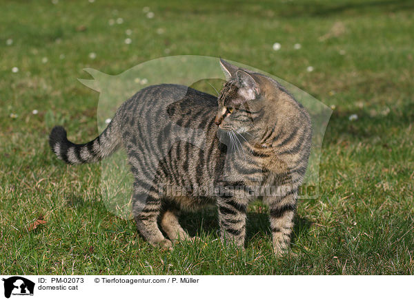 Hauskatze / domestic cat / PM-02073