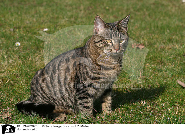 Hauskatze / domestic cat / PM-02075