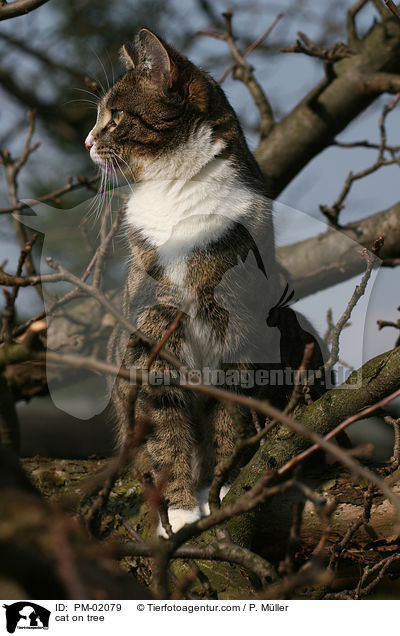 Katze auf Baum / cat on tree / PM-02079