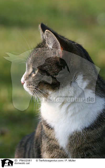 Hauskatze / domestic cat / PM-02081