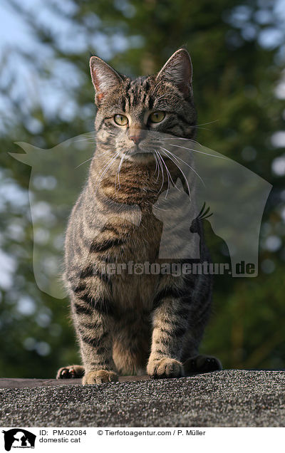 Hauskatze / domestic cat / PM-02084