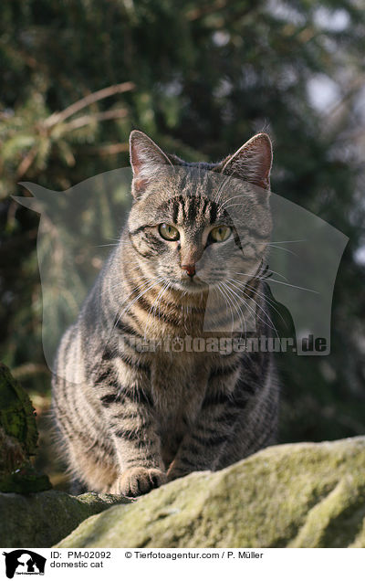 Hauskatze / domestic cat / PM-02092