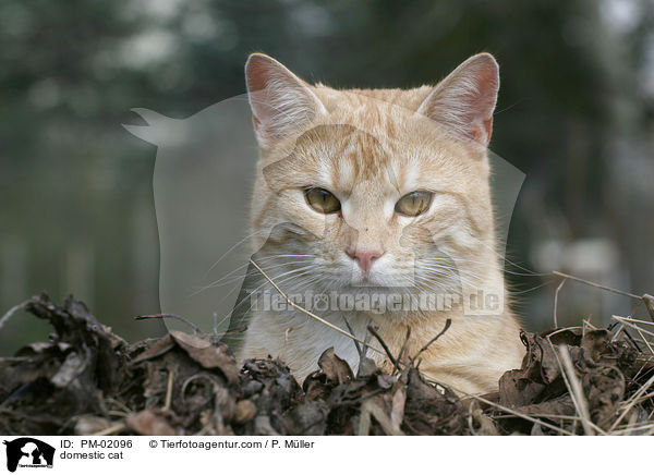 domestic cat / PM-02096