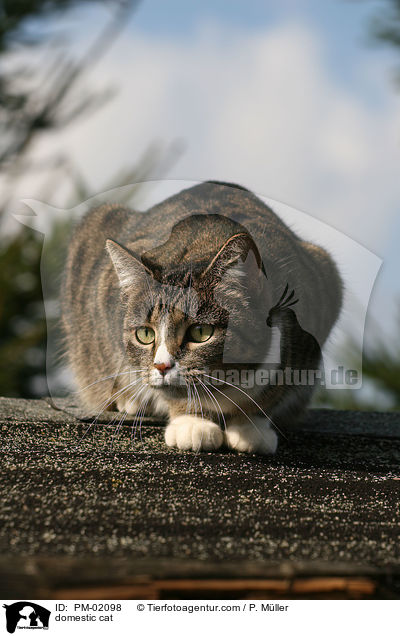 Hauskatze / domestic cat / PM-02098
