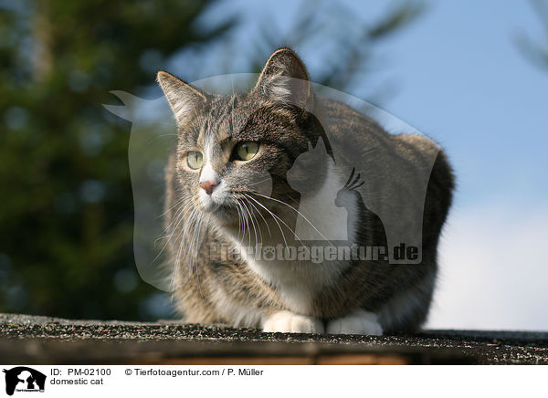 Hauskatze / domestic cat / PM-02100