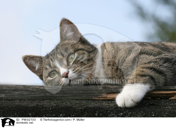 Hauskatze / domestic cat / PM-02103
