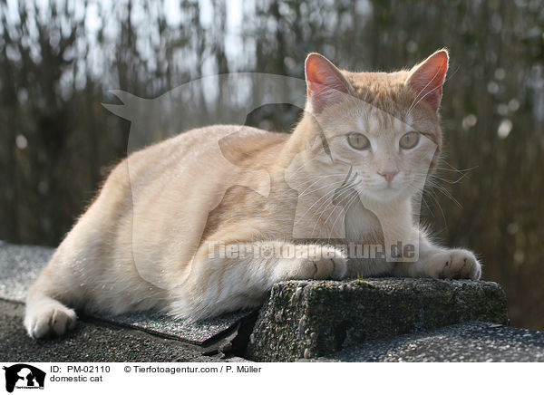 Hauskatze / domestic cat / PM-02110