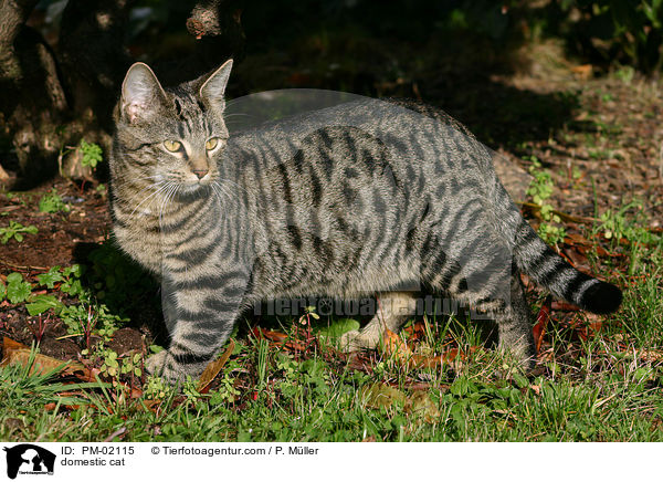 domestic cat / PM-02115