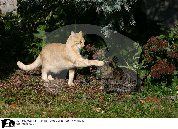 domestic cat / PM-02118