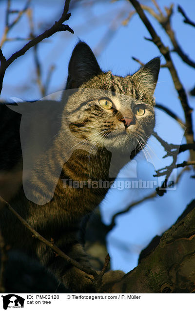 cat on tree / PM-02120
