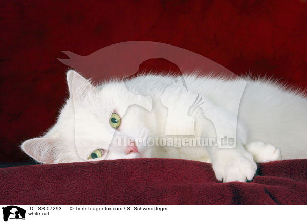 weie Katze / white cat / SS-07293