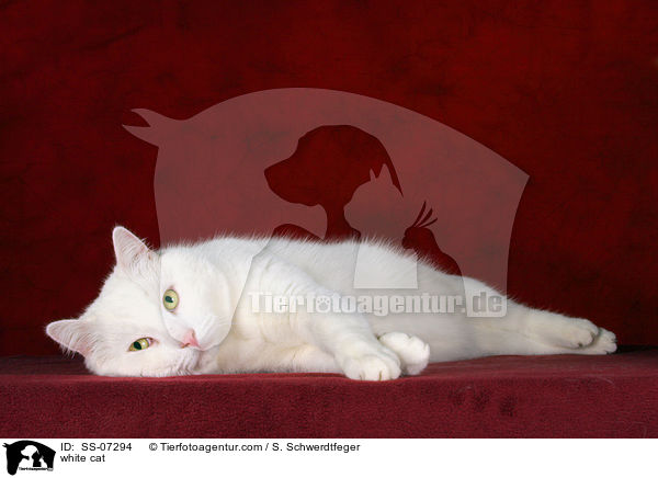 weie Katze / white cat / SS-07294