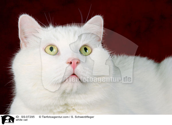 weie Katze / white cat / SS-07295