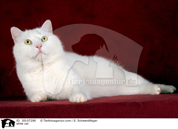 weie Katze / white cat / SS-07296