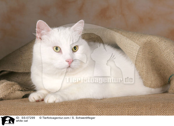 weie Katze / white cat / SS-07299