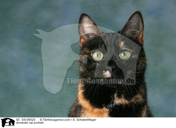 bunte Hauskatze / domestic cat portrait / SS-08025