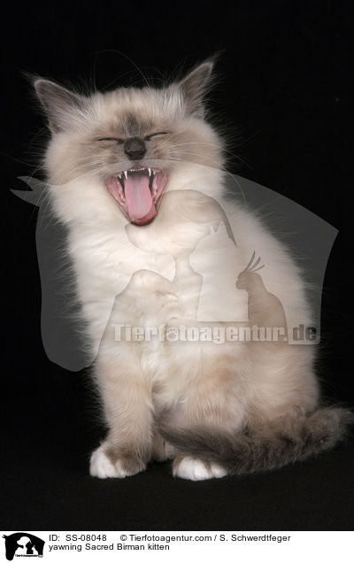 yawning Sacred Birman kitten / SS-08048