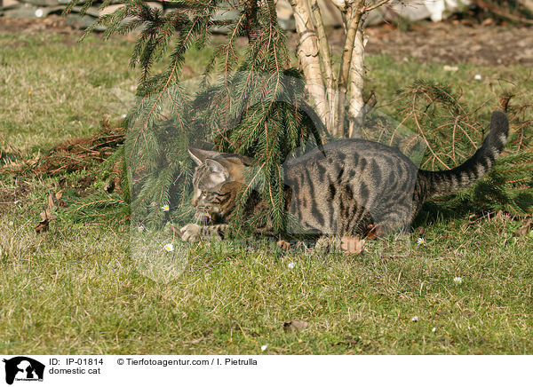 domestic cat / IP-01814