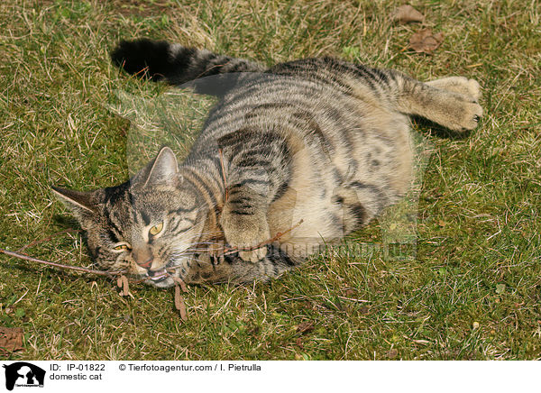 domestic cat / IP-01822