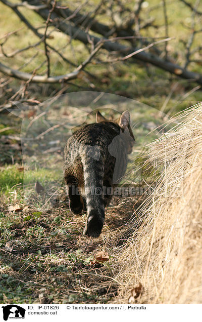 Hauskatze / domestic cat / IP-01826
