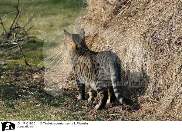 Hauskatze / domestic cat / IP-01830