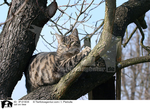Katze auf dem baum / cat on tree / IP-01834