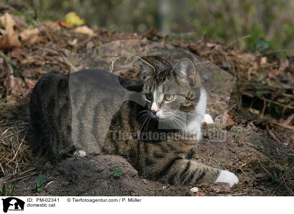 domestic cat / PM-02341