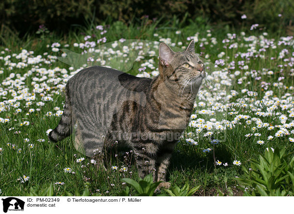 domestic cat / PM-02349